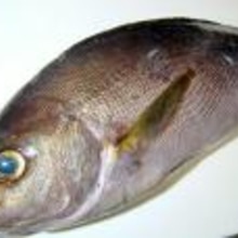魚の白子と魚卵の煮付け レシピ 作り方 By グルヤマ 楽天レシピ 魚の白子と魚卵の煮付け レシピ 作り方 By グルヤマ 楽天レシピ